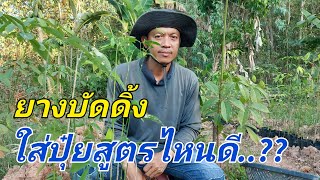 ยางบัดดิ้งกี่เดือนใส่ปุ๋ยบำรุงได้ | DEAW CHANNEL