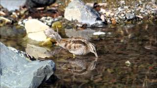 アオシギ(Solitary Snipe)