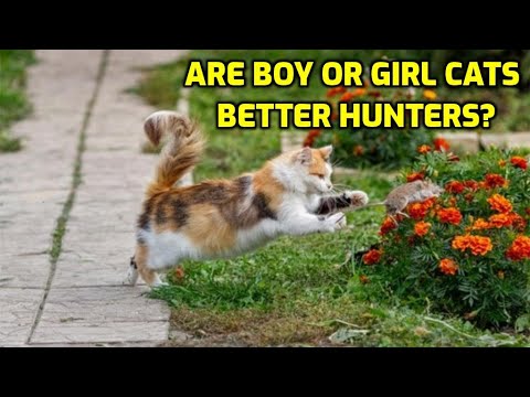 Which cats are better hunters male or female?