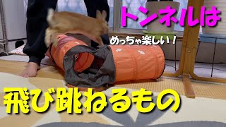 トンネルの遊び方が完全に間違っているウサギ　(No.67)