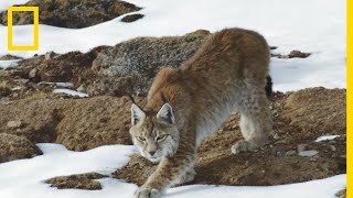 Le lynx boréal, super-prédateur