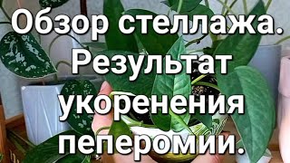 Комнатные растения.  Обзор стеллажа. Пеперомия, результаты укоренения #комнатныерастения#пеперомия