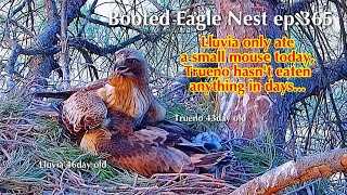 ep.365🦤Booted Eagle Nest／TODOS los Secretos Pollos Águila calzada @DIRECTO NATURA