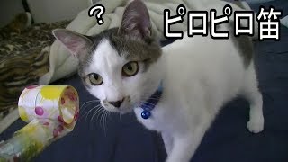 ピロピロ笛を猫に発射したら面白過ぎたｗ