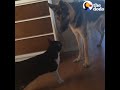 cat s baby brother is a big dog — and they re best friends alvin u0026 baron the dodo odd couples