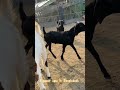 heavyweight beetal goats are coming out of the barn from sadeeq agro 2025 goat farm 2025