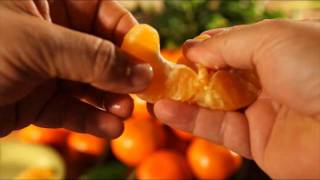 Hale Groves Treasure Coast Tangerines