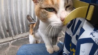 三毛猫さんが膝の上に乗ってきて幸せでしたTime with a happy cat