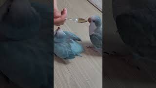 Quaker parrot babies feeding#quakerparrot#monkparakeet#オウム#퀘이커#새이유식#앵무새