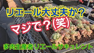 【多肉植物】【メンバー販売会】リエール大丈夫か？マジで❓(笑)2024年12月8日