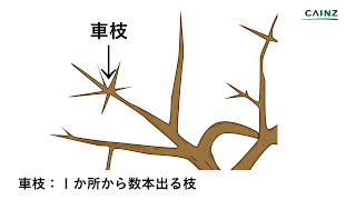 庭木の剪定～道具の種類、季節ごとの剪定のコツ、枝の切り方のコツ～【カインズHOWTO】