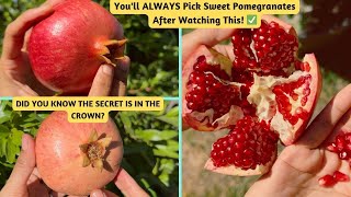 How to Pick Ripe Pomegranates Every time !