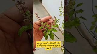 जब तुलसी का पौधा देने लगे यह संकेत कि आप से लक्ष्मी मां प्रसन्न है#tulsi#jaimatadi#shorts#ytshorts#