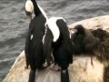 cormorants and their screaming baby antarctica 2011