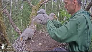 Melno stārķēnu gredzenošana /Ringing of black storklets Melnais stārķis Ogres novadā - LDF tiešraide