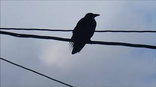 crow on electrical wire　カラスが電線の上で毛づくろいなどしている様子