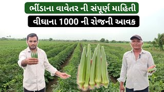 ભીંડાની ખેતી વિશે માહિતી | Cultivation of okra| ભીંડાની ખેતી | भिंडी की खेती । bhindi ki kheti