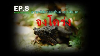 สารคดี สัตว์สะเทินน้ำสะเทินบก EP.8 จงโคร่งหรือหมาน้ำ|พูดจาภาษากบ