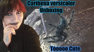 Unboxing My Most Wanted Tarantula - Caribena Versicolor!