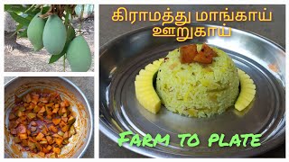 கிராமத்து மாங்காய் ஊறுகாய் \u0026 மாங்காய் சாதம் mango pickle mango rice