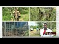 பிடிபட்ட ஆட்கொல்லி புலி மகிழ்ச்சியில் மக்கள் tiger caught