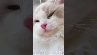 kittens Meowing ( Too much cuteness)  #cats #cat# #Meow #cute #cat #cats #kitten