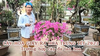 CÂY HOA GIẤY RA HOA ĐÚNG TẾT 2023. P3. Trường hợp cây hoa giấy đã tàn hoa