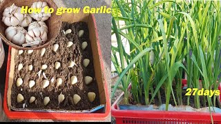 How to grow Garlic at home || របៀបដាំខ្ទឹម​ស || Farmer House