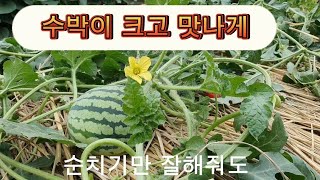 순치기만 잘해줘도# 수박 크고 달게 #주말농장 #일꾼tv# 김순복#수박#순치기#주말농장#