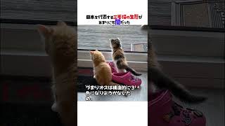 日本を代表する三毛猫の生態があまりにも闇だった