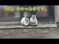 外猫の餌やりさんが今後世話をする為に、さくら猫にする三毛猫の捕獲挑戦2日目。