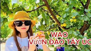 HÔM NAY ĐƯỢC KHÁM PHÁ MỘT VƯỜN TRÁI CÂY RẤT LỚN Ở TÂY ÚC 🇦🇺 RẤT NHIỀU ĐÀO ÚC VÀ MẬN LÊ LUÔN 🇦🇺🍒🍇🍁