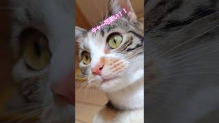 ツンデレな愛猫 #猫 #子猫 #保護猫