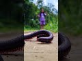 this pretty girl can call up a millipede just by using a chocolate bar shorts millipede