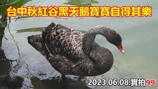 台中秋紅谷黑天鵝寶寶自得其樂 (99)  2023.06.08.實拍 4k