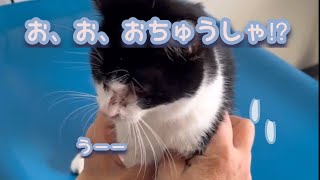 仔猫が病院でお注射を打つ前に勇気づける飼い主No.88