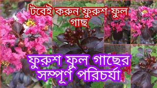 Furush Flower plant care in pot // টবে ফুরুশ ফুল গাছের সম্পূর্ণ পরিচর্যা // টবেই হবে ফুরুশ গাছ