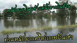 หลังพายุโนรูเข้าน้ำก็มาแบบไม่ทันตั้งตัว ท่วมถนนหนทาง#น้ำท่วม #น้ำท่วมศรีสะเกษ