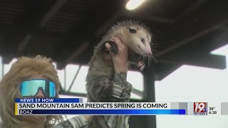 Sand Mountain Sam Predicts Spring is Coming | Feb. 1, 2025 | News 19 This Morning - Saturday