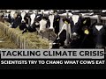 Tackling the climate crisis: Scientists trying to change what cow eat