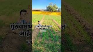 गुंठ्यामध्ये नाही एकरात आहे एकरात ✌️😎🌾 #गहूउत्पादक #गहू  🌾#शेतकरी #farmer