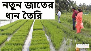 নতুন জাতের ধান যেভাবে তৈরি করে কৃষি বিজ্ঞানীরা ।  ড. মোঃ বাবুল আকতার  উর্ধ্বতন বৈজ্ঞানিক কর্মকর্তা