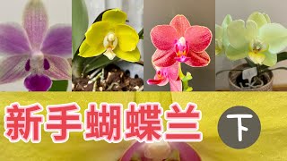 【19033】新手入门）蝴蝶兰怎么养？养植周期（下），花谢之后，花梗要不要剪掉？盆内基质要不要换？ //静姐说花 42