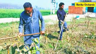 Guava Farming: light trenching of Guava orchard.