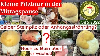 Kleine Pilztour in der Mittagspause - Zitronengelber Steinpilz oder Anhängselröhrling? Sept 2022