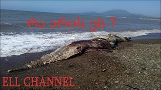 5 იშვიათი არსება რომელზეც შესაძლოა არც კი გსმენიათ ნაწილი #2