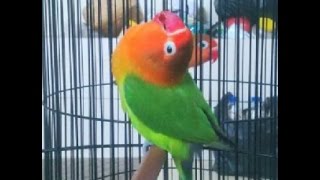 LOVE BIRD CEREWET NGEKEK PANJANG !!!Aksi Love Bird Latah