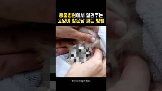 고양이 항문낭 짜는 방법 #동물병원 #수의사 #고양이