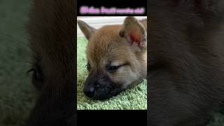 Cute Shiba Inu（2 month old ）playing and falling asleep💕