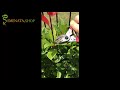 How to prune photinia x fraseri red robin hedge - smart cuttings and pruning